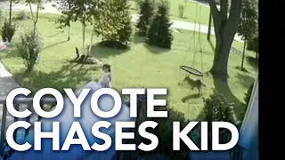 5-year-old girl escapes coyote in front yard of Illinois home