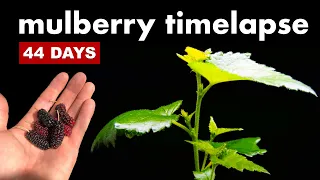 Growing MULBERRY Plant From Seedling - 44 Days Timelapse