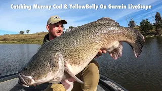 Catching Murray Cod & YellowBelly On Garmin Livescope - Australia 2023 / Part 1