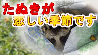 たまには激おこたぬきを上げてみる。(An angry Tanuki's video)