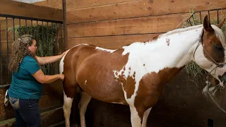 In-Depth Equine Massage: A Step-by-Step Guide to Hindquarters Techniques