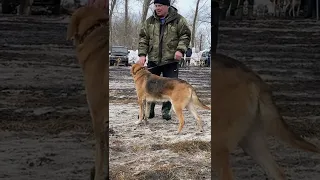 Тамбовская обл Жердевка ! Выставка собак Ринг гончих ст гр выжлецы!!!