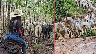 EM BUSCA DO GADO NA MATA DEBAIXO DE CHUVA.😱