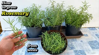 Growing Rosemary from Seed to Harvest - Step by Step