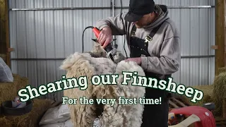 Shearing our sheep for the first time!