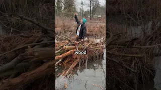 I Built A Dam For Homeless Beavers