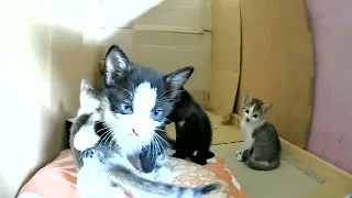 When the cute kittens are 30 days old, this is what they do.