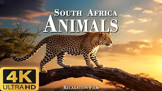 Животные Южной Африки (4K Ultra HD) — расслабляющий пейзажный фильм с вдохновляющим саундтреком