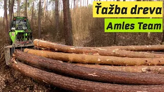 Ťažba borovic a približovanie céra a hraba + manipulácia dreva, Forestwork, Felling Stihl, Amles