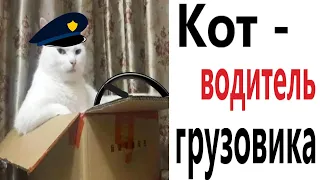 Приколы! КОТ ВОДИТЕЛЬ ГРУЗОВИКА – МЕМЫ - АНИМАЦИЯ!!! Смешные видео от Доми шоу!