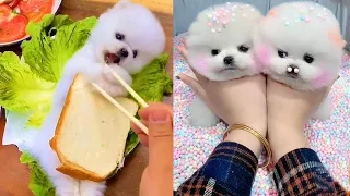 Funny and Cute Dog Pomeranian 😍🐶| Funny Puppy Videos #131