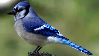 Blue jay bird call / song / sounds