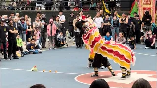 Golden Lion Club Lion Dance Little Lion 6th Annual Dragon Lion Festival SDR Park (5/18/24)