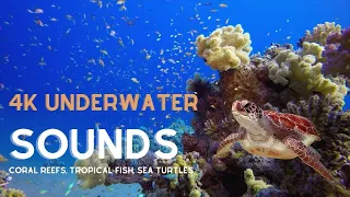 🟣4K UNDERWATER WONDERS, Coral Reefs, Tropical Fish, Sea Turtles with [Relaxing Music]