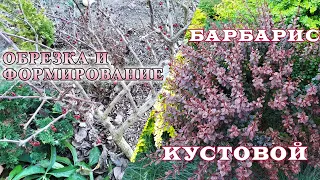 Обрезка и формирование кустовых барбарисов.