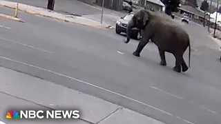 Elephant escapes circus, wanders streets of Montana