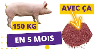 INGREDIENT SECRET POUR ACCELERER LA CROISSANCE DES PORCS