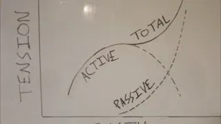 Length Tension Curve. Muscle Tension part 1/5