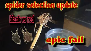 Spider selection update / black vs red epic fail