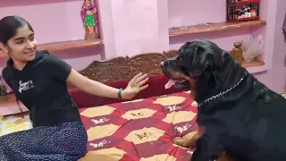 Dog protecting baby | Rottweiler dog puppy | funny dog videos |