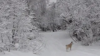 Внедорожная зимняя поездка на гору Шунут, Старик - камень, источник Святой Платониды