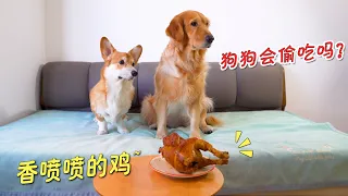 The owner suddenly leaves while eating chicken, will Golden Retriever and Corgi steal it?