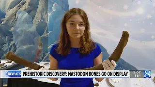 Mastodon bones ‘fit perfectly’ in public museum exhibit