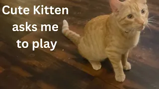 Cute kitten wants to play
