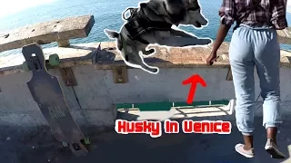 Siberian Husky OVERWHELMED With Joy JUMPS  Inside Water (Excited Husky)