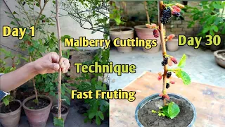 How To Grow Mulberry Shahtoot  From Cutting in Pot  | How To Grow Shahtoot Plant | Mulberry tree