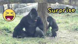Funny Gorilla Jabali loves to give Daddy SURPRISES,wrestling with Ringo金剛猩猩Jabali喜歡捉弄D’jeeco,討奶張嘴露齒
