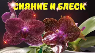 Самые лаковые красавцы - Phal. Mituo Sun “Mituo#1”, Phal. Mituo Gigan Dragon "Lychee"