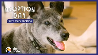 19-Year-Old Shelter Dog Finally Gets Adopted | The Dodo Adoption Day