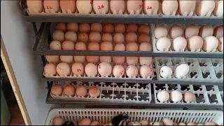 Incubating Eggs//Rainbow Rooster//Hatchery Farm Life