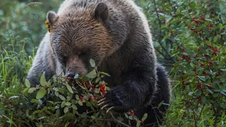 Наблюдение за бурым медведем