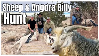 Sheep and Angora Billy Hunt on the Blue Rooster Ranch in Arizona