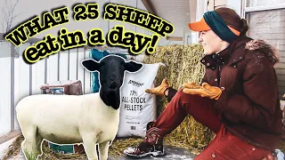 WHAT DO 25 SHEEP EAT IN A DAY and $$ how much does it cost??