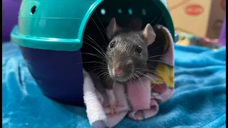 Rats Are So Lovable!