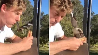 Cheeky Kookaburra Tries To Steal Man's Breakfast