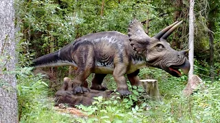 Triceratops roar. Jurassic forest. Gibbons Alberta.