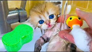 First bath of a cute kitten