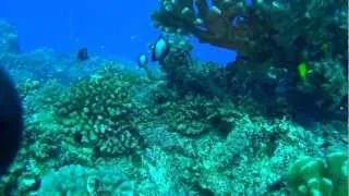 Molokini 2012 Compilation