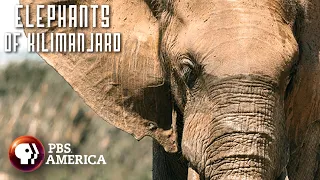 Elephants of Kilimanjaro FULL SPECIAL | PBS America