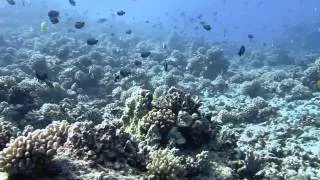 SCUBA - Maui - Hawaii 2012 (CANON G12/720p) Molokini