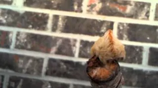 AMAZING VIDEO - PUSS MOTH CATERPILLAR