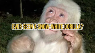 Snowflake The Only Known Albino Gorilla