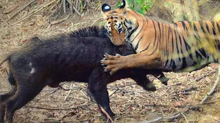 Бенгальский тигр – воплощение силы и бесстрашия! Истинный король джунглей!