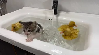 Three ducklings are going to teach kittens to swim and bathe