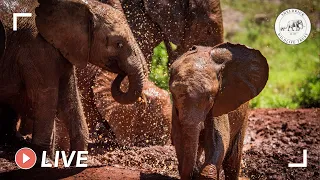 Milk feeding time for rescued orphan baby elephants | 4th July 2020 | Sheldrick Trust