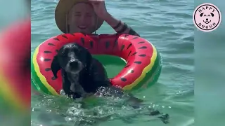 These senior dogs loved a day off to swim, play, and rest on the beach